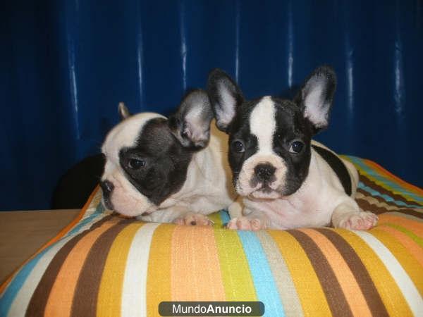 Bulldog Frances, increibles cachorros de Pura Raza