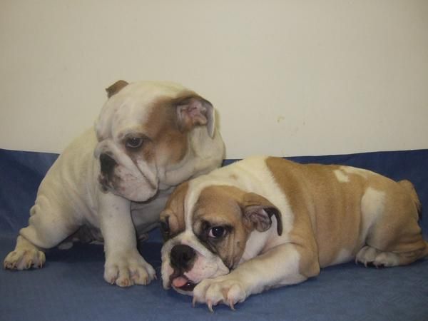 CACHORRITOS DE BULLDOG INGLES, PRECIOSOS 950 EUROS