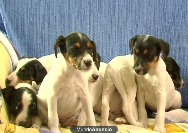 Cachorros Bodegueros Cruce Con Fox Terrier