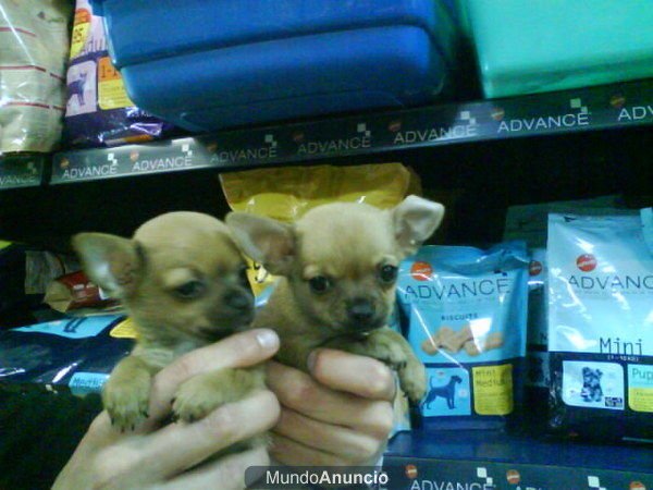 CACHORROS DE CHIHUAHUA, PRECIOSOS 650 EUROS