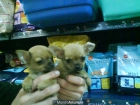 CACHORROS DE CHIHUAHUA, PRECIOSOS 650 EUROS - mejor precio | unprecio.es