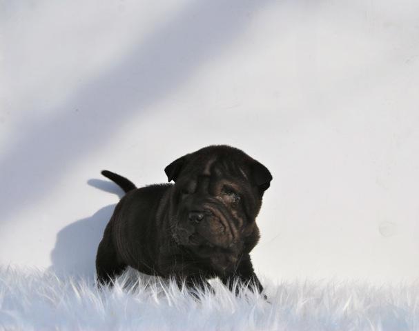 camada de shar pei negros: nacionales con pedigree. Criadero profesional