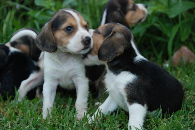 Camada disponible beagle tricolor, loe, 270€