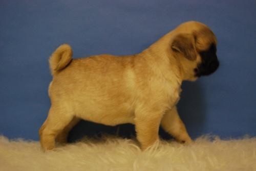 carlino pug, cachorros de dos meses de edad