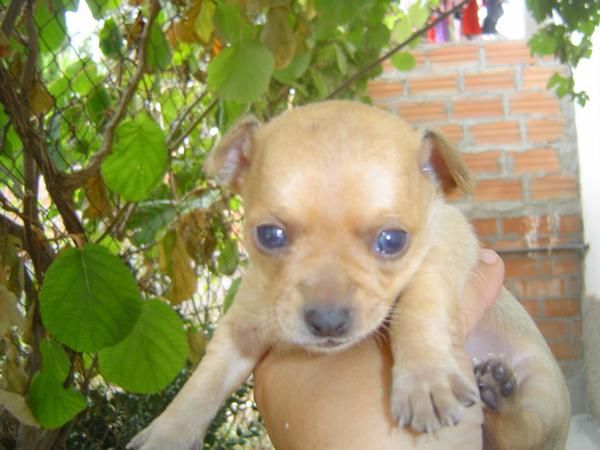 chihuahua macho en venta de particular