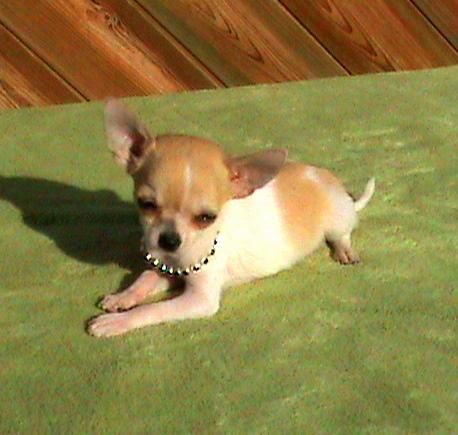 CHIHUAHUA MINI-TOY, MACHITO BICOLOR CLARO-700