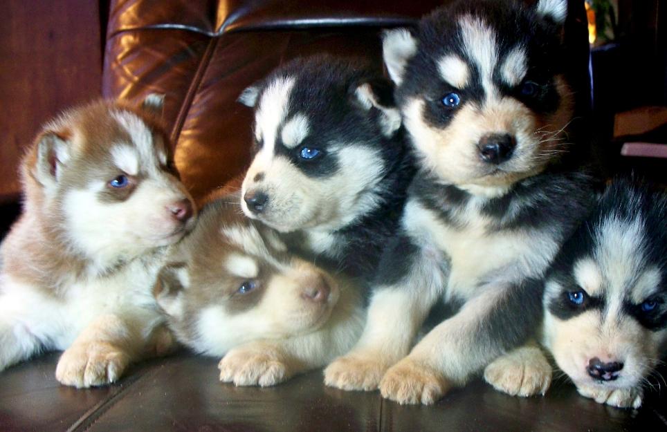 Magnificos ejemplares de husky siberiano disponibles