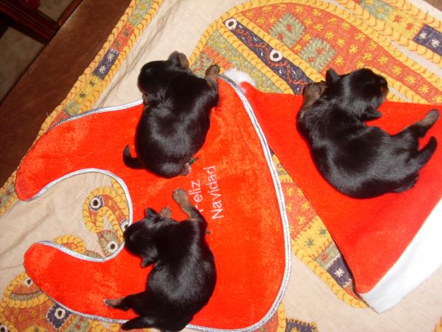 Se vende camada de perritos Yorkshire