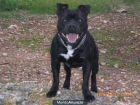 staffordshire bull terrier - mejor precio | unprecio.es