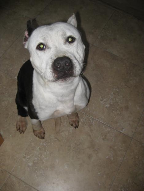 stanford-shire bull terrier