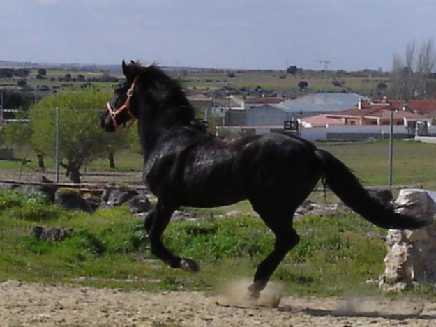 VENDO CABALLO NEGRO