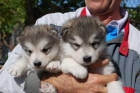 cachorros de ALASKA MALAMUTE, las mejores líneas,PEDIGREE 600 EUROS - mejor precio | unprecio.es