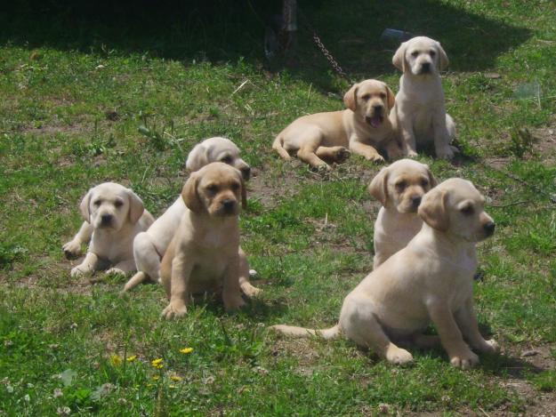 Cachorros de Labrador