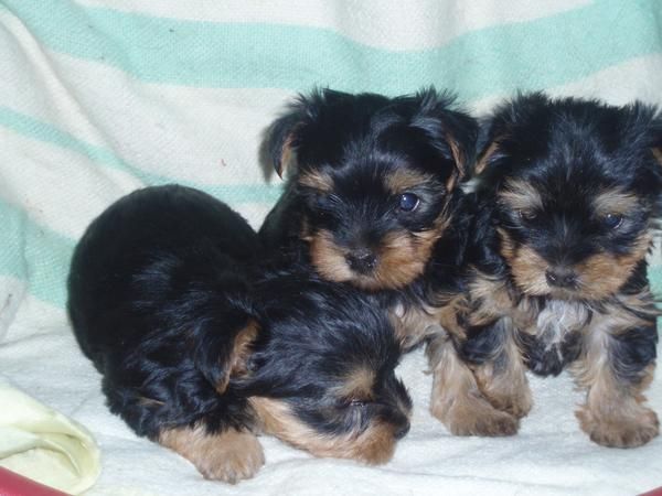 preciosa y pequeña camada de YORKSHIRE CON PEDIGREE 450 EUROS