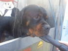 regalo rottweiler - mejor precio | unprecio.es