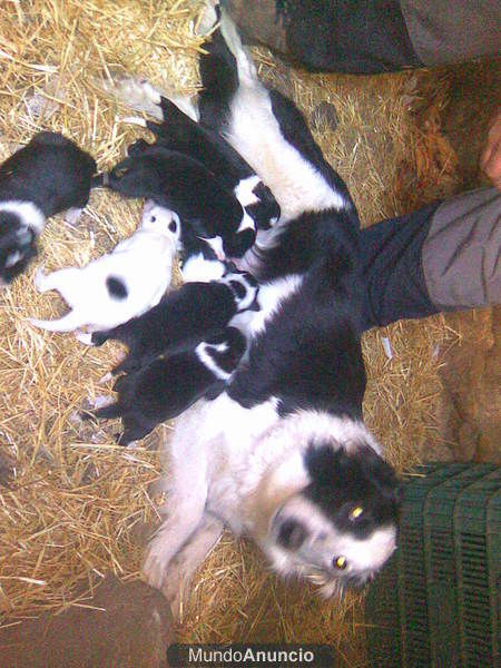 vendo border collie