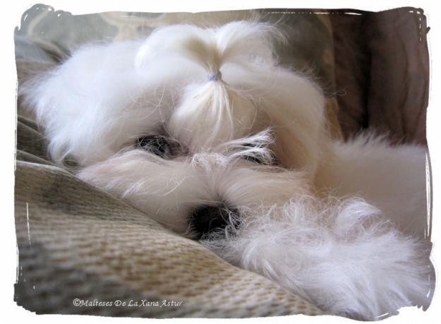 Cachorrito de Bichón Maltés de línea americana