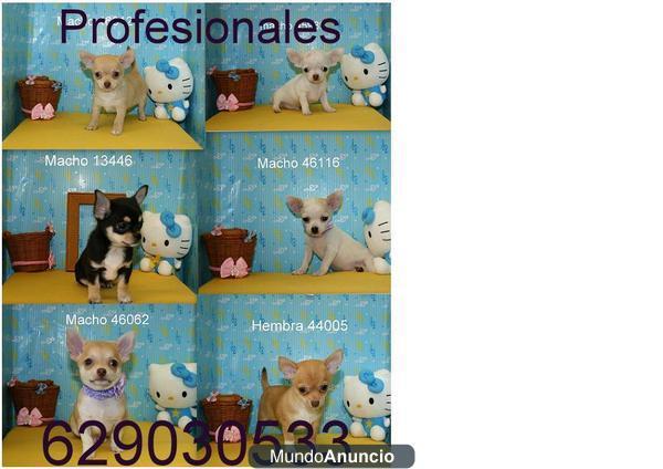 Chihuahuas super pequeños por 330€ de varios colores