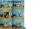 Chihuahuas super pequeños por 330€ de varios colores - mejor precio | unprecio.es