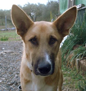 REGALO fantástico perro joven para finca