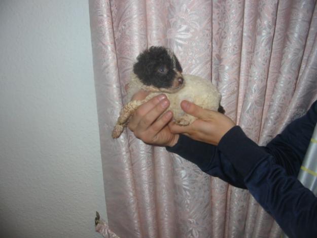 Cachorritos de yorkshire criados en casa se pueden ver y recoger ya