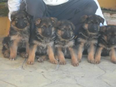 cachorro pastor aleman