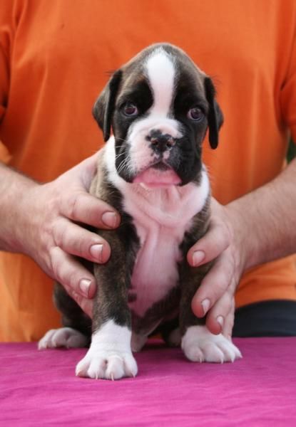 Cachorros de boxer atigrados