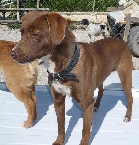 Choco, perrito de añito y medio, preciosísimo en adopción