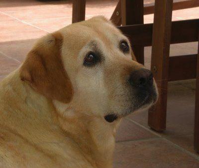 Norah, guapa labradora en adopción