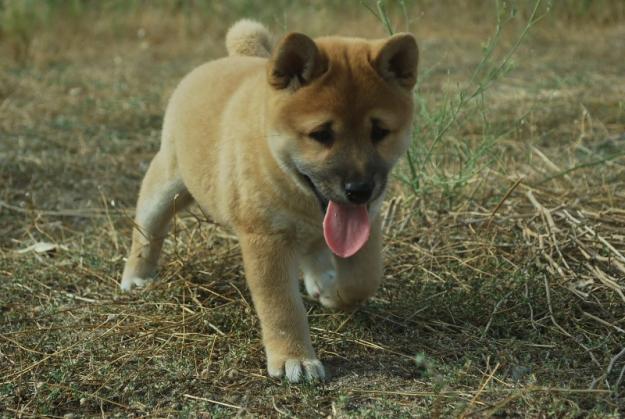 SHIBA INU , CACHORROS DE 1ª CALIDAD , MÁXIMA SERIEDAD