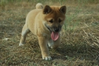 SHIBA INU , CACHORROS DE 1ª CALIDAD , MÁXIMA SERIEDAD - mejor precio | unprecio.es