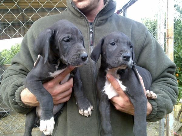 ULTIMOS CACHORROS DE DOGO ALEMAN 500