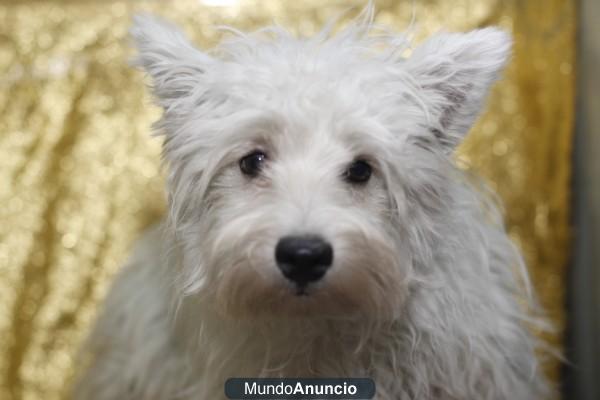 VENTA EN AQUANATURA, WESTHIGHLAND WHITE TERRIER,