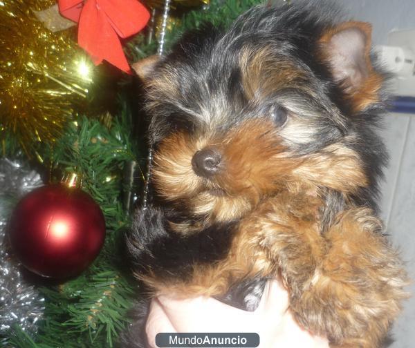 yorkshire terrier cachorros preciosos