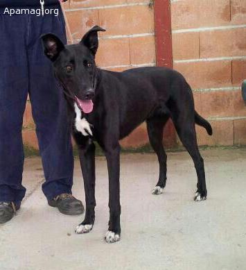 Lulú, perra cachorra en adopción