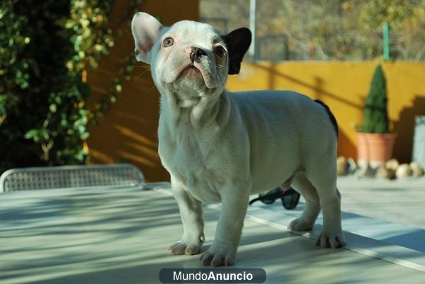 BULLDOG FRANCÉS, MACHOS & HEMBRAS  DE CALIDAD EN MADRID , MÁXIMA SERIEDAD