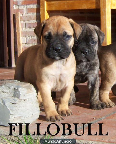 Cachorros Bullmastiff