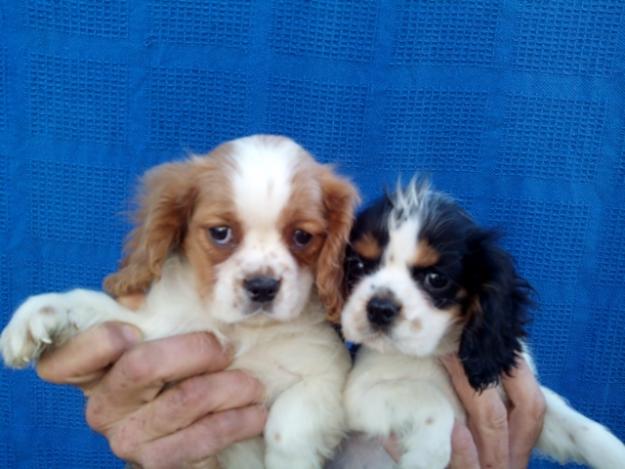 cavalier king spaniel