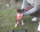 Daysi cachorrita de dos meses - mejor precio | unprecio.es