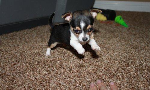 Disponible Chihuahua cachorro