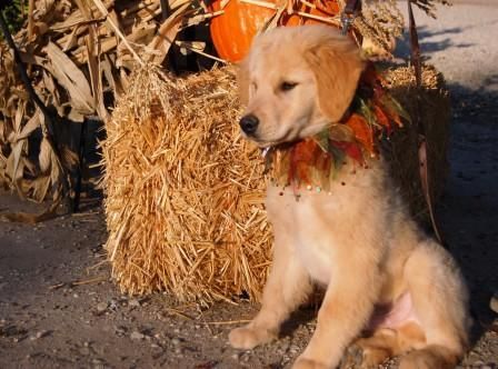 GOLDEN RETRIEVER cachorro en 200â¬