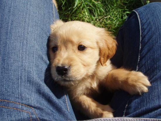 GOLDEN RETRIEVER CON PEDIGREE REBAJADISIMOS