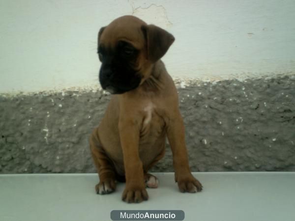 LINDOS BOXER A 300 EUROS LISTOS PARA ENTREGAR