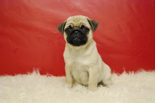 maravillosos cachorros de carlino pug, con pedegree