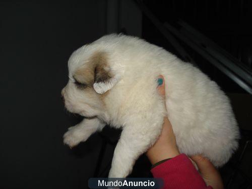 CACHORROS MONTAÑA DEL PIRINEO