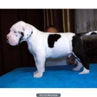 un cachorro de gran danés para la adopción - mejor precio | unprecio.es