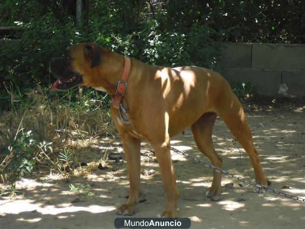 Boxer en adopcion