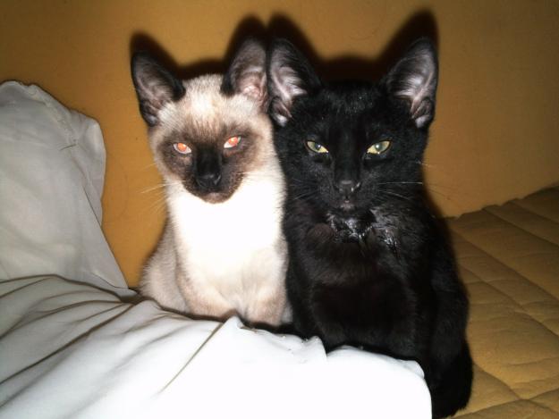 DOS GATOS CON 3 MESES,Uno Blanco (siames) y uno Negro(comun,pelo semilargo)