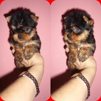 machitos toy de yorkshire terrier con pedigree desde 400