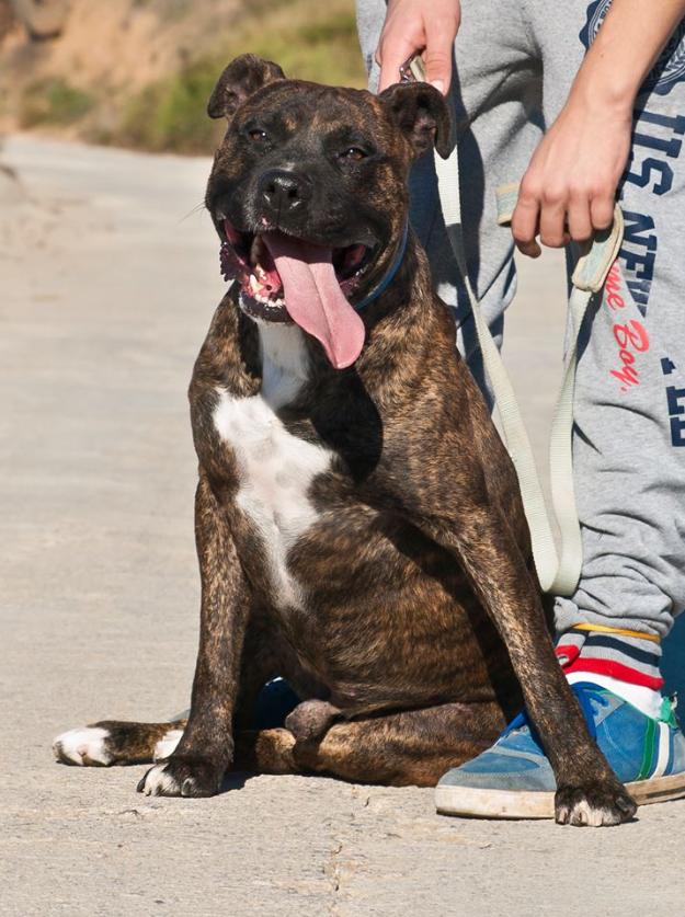 pit, precioso american stanford en adopción